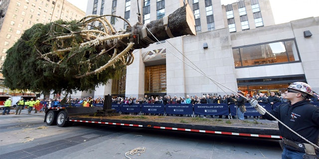 Workers prepare to raise the 2018 Rockefeller Center Christmas tree, a 72-foot tall, 12-ton Norway Spruce from Wallkill, New York, on Saturday. The 86th Rockefeller Center Christmas Tree Lighting ceremony will take place on Wednesday, Nov. 28. (Diane Bondareff/AP Images for Tishman Speyer)