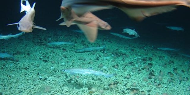 Scientists discover rare ‘shark nursery’ west of Ireland