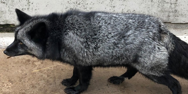 Rare admission at RSPCA center after silver fox found in Cheshire garden. (Credit: SWNS)