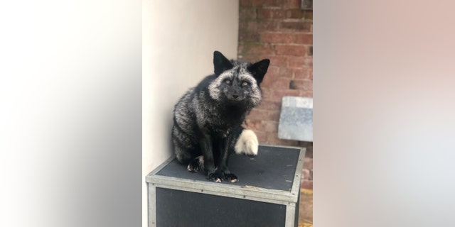 Rare admission at RSPCA center after silver fox found in Cheshire garden.(Credit: SWNS)