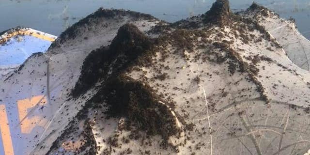 Thousands of spiders are crawling along Highway 230 in Bono, Arkansas.