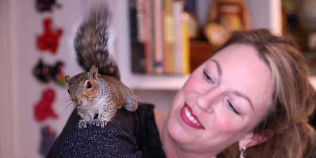 Image result for Rescued squirrel becomes part of woman's family, stashes nuts in her hair: 'He's so funny'