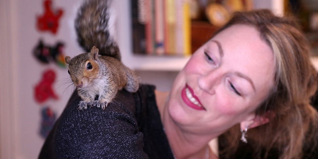 Image result for Rescued squirrel becomes part of woman's family, stashes nuts in her hair: 'He's so funny'