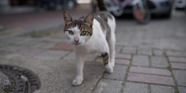 A British tourist died after contracting rabies from a cat bite in Morocco.