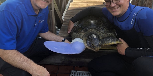Prosthetist Kevin Carroll and his colleagues with Rocky the turtle and his prosthetic flipper. (Credit: SWNS) 