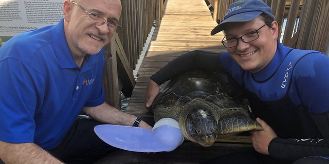 Prosthetist Kevin Carroll and his colleagues with Rocky the turtle and his prosthetic flipper. (Credit: SWNS)