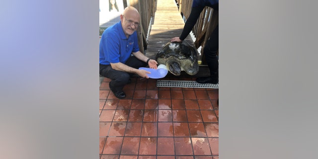 Rocky was fitted with the custom-made limb after spending close to two decades struggling to swim underwater. (Credit: SWNS)