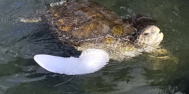  Rocky, green sea turtle, wearing his new prosthetic in his pool for the first time. (Credit: SWNS) 