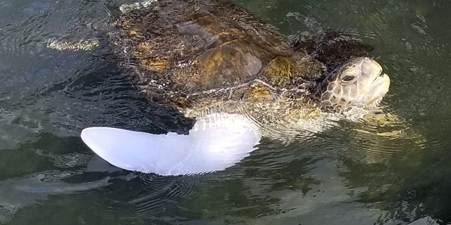 Rocky, green sea turtle, wearing his new prosthetic in his pool for the first time. (Credit: SWNS)