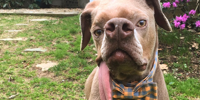 Murray was due to be euthanized, however after a wag of his tail the vets changed their mind and did what they could to treat him.