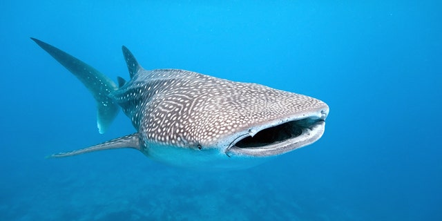 Whale sharks can be found in warm coastal waters around the world.