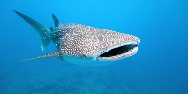 Whale sharks can be found in warm coastal waters around the world.