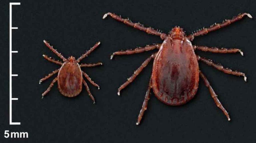 Two exotic tick species found in Rhode Island for the first time