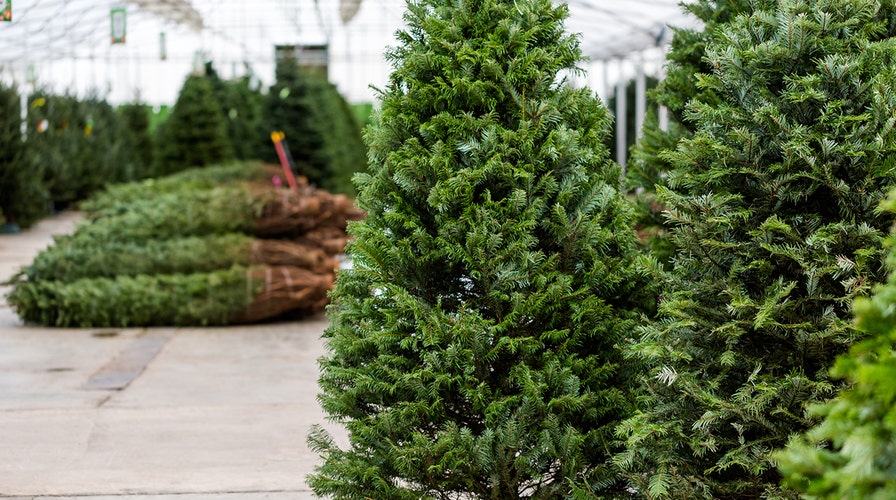 Christmas tree have walnut-shaped masses on it? Don't bring them inside