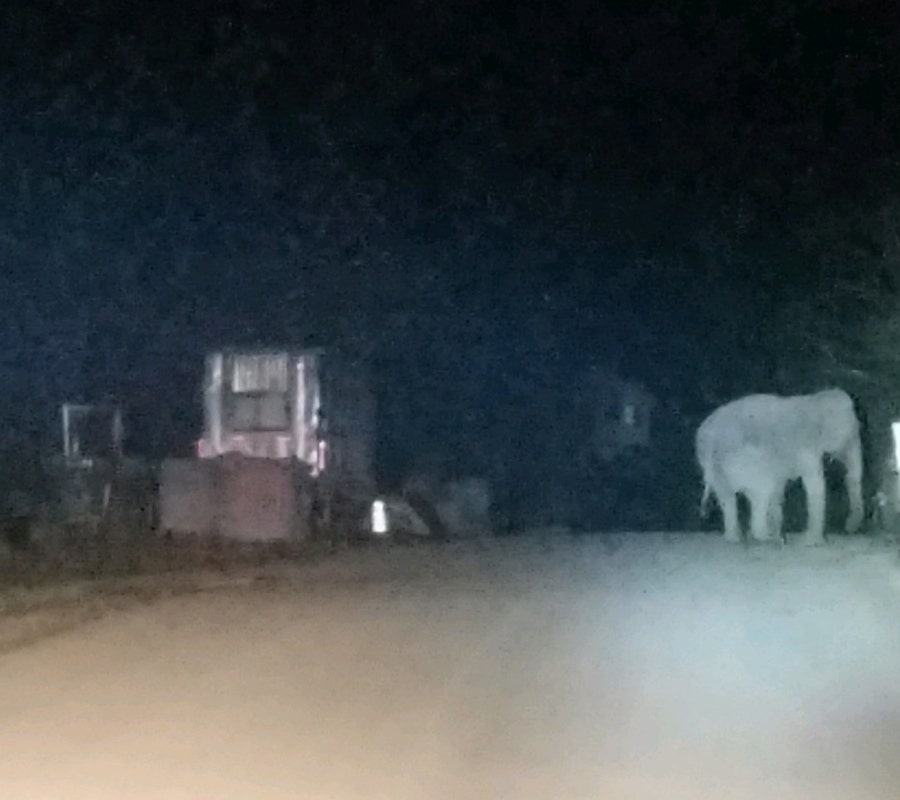State police said the elephant got lost after wandering away from an animal sanctuary.