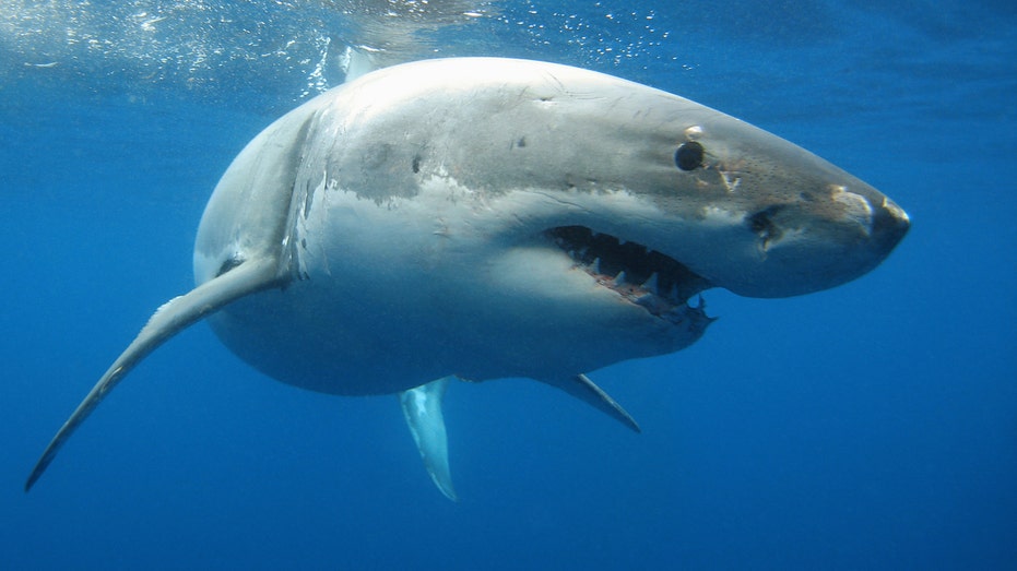 Great White Sharks Abandon Cape Town With No Explanation - Bloomberg