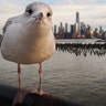 A seagull stands on a railing in front of lower Manhattan at sunset in New York City, November 14, 2018