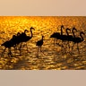 Flamingos search for food in a pond near Gan Shmuel, Israel, November 8, 2018.
