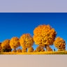 Yellow colored trees stand on a meadow under a blue sky in a park in Frankfurt, Germany, November 7, 2018. 