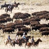 Riders on horseback herd bison during an annual roundup, on Antelope Island, Utah, Oct. 27, 2018. 