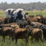 Knickers the steer stands with a cow herd in Lake Preston, Australia, Nov. 27, 2018.