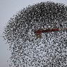 A flock of starlings flies in a murmuration past a crane, in Milan, Italy, November 13, 2018. 