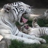 Clarita the Bengal tiger plays with one of her three cubs at the Huachipa Zoo in Lima, Peru, Oct. 30, 2018.