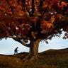 A man walks by an oak tree displaying fall colors on the grounds of the National World War I Museum in Kansas City, Missouri, Oct. 29, 2018.