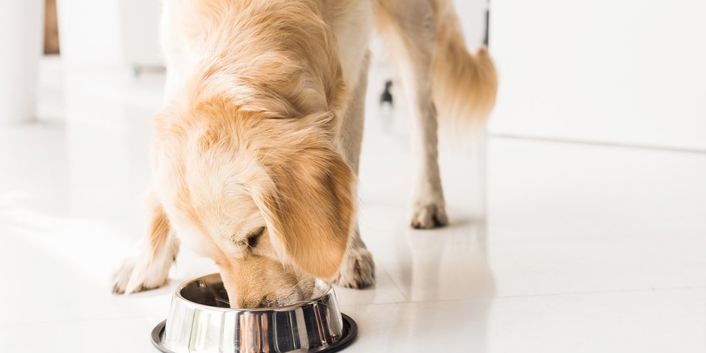 Popular dog food brands facing recall for potentially toxic levels of vitamin D FDA warns Fox News