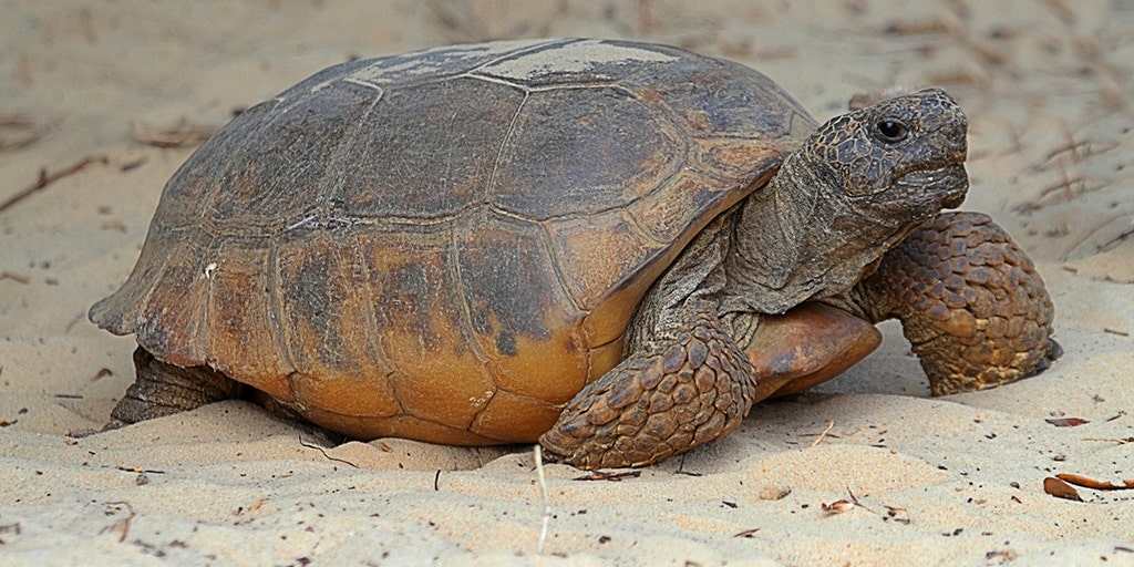 Massive Gopher Tortoise In Florida May Be Largest On Record In