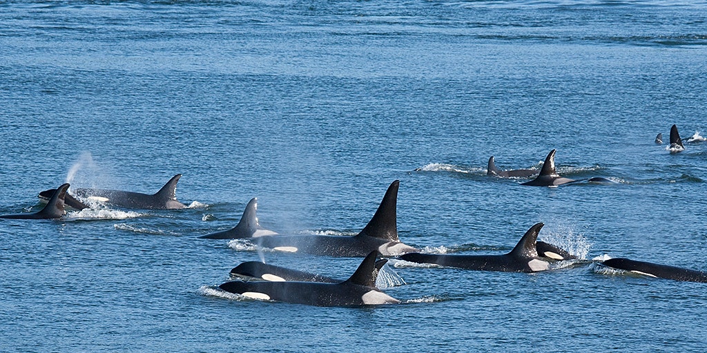 Killer Whales Surround New Zealand Woman In Stunning Drone Footage