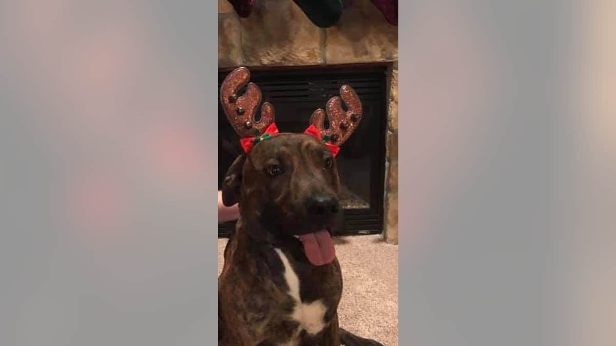As a sweet holiday surprise, Hallee Faqua's parents secretly adopted "Rambo" three weeks ago. Her father said that they worked with the animal rescue to keep it a secret.