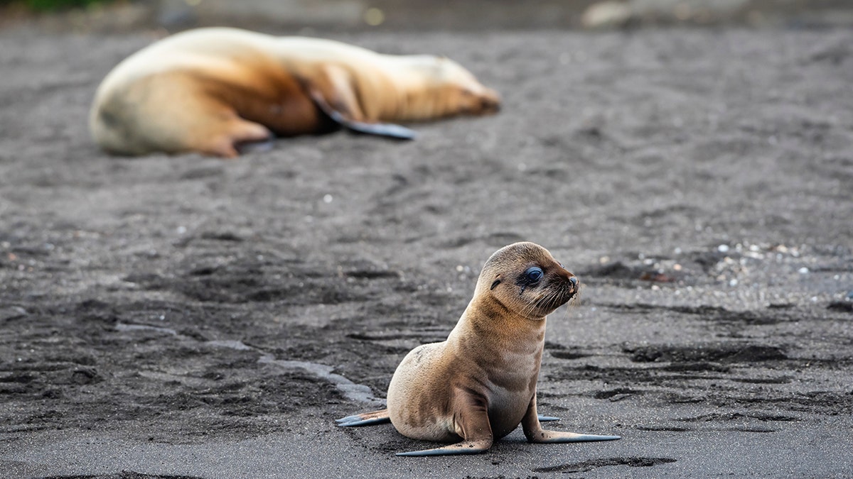 Six fur seals were found decapitated in New Zealand in what officials have called a "disturbing, brutal and violent" crime. (istock)