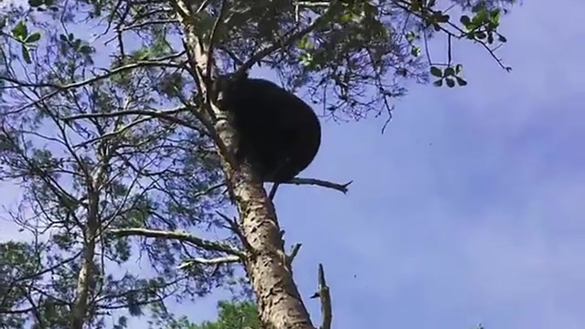 Wildlife officials say the group was training hunting dogs by having them chase the bears, sometimes up a tree, before mauling them.  (Florida Fish and Wildlife Conservation Commission)