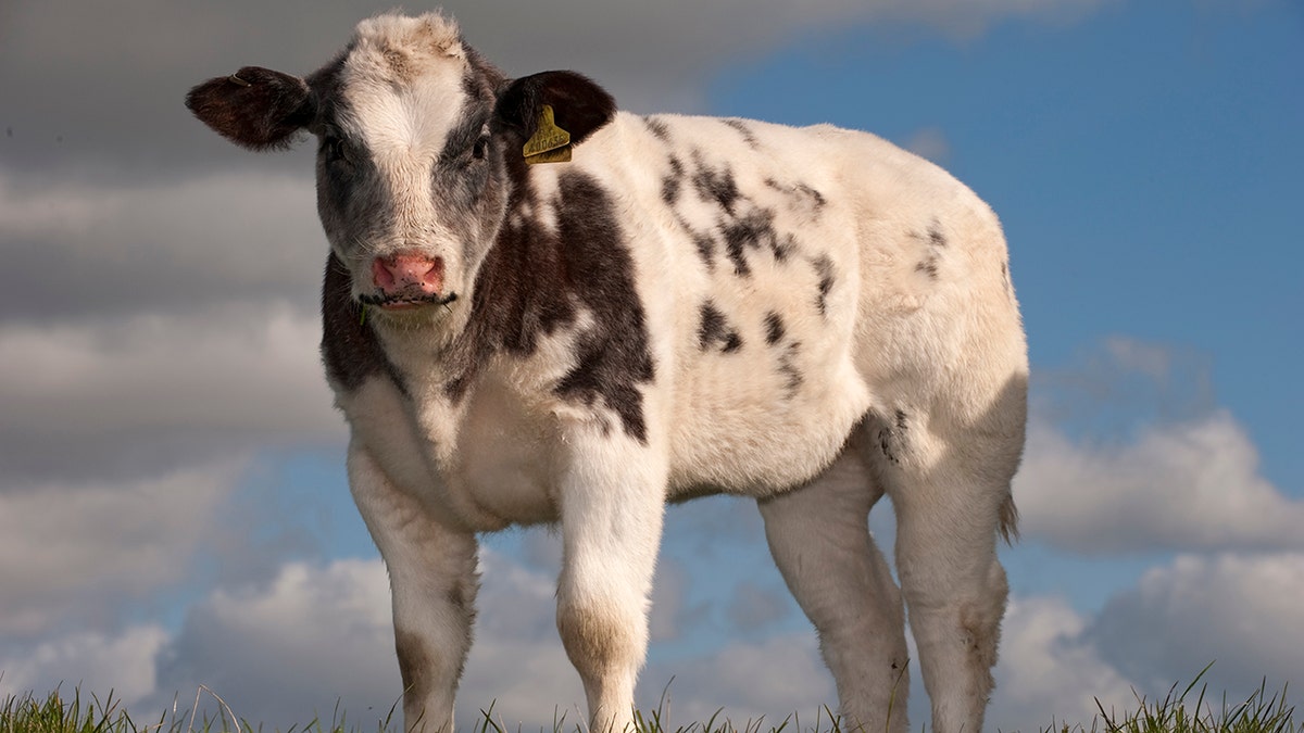 British Blue pedigree beef cattle