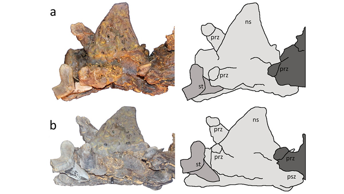 Two views of the Cretoxyrhina mantelli tooth with tracings.