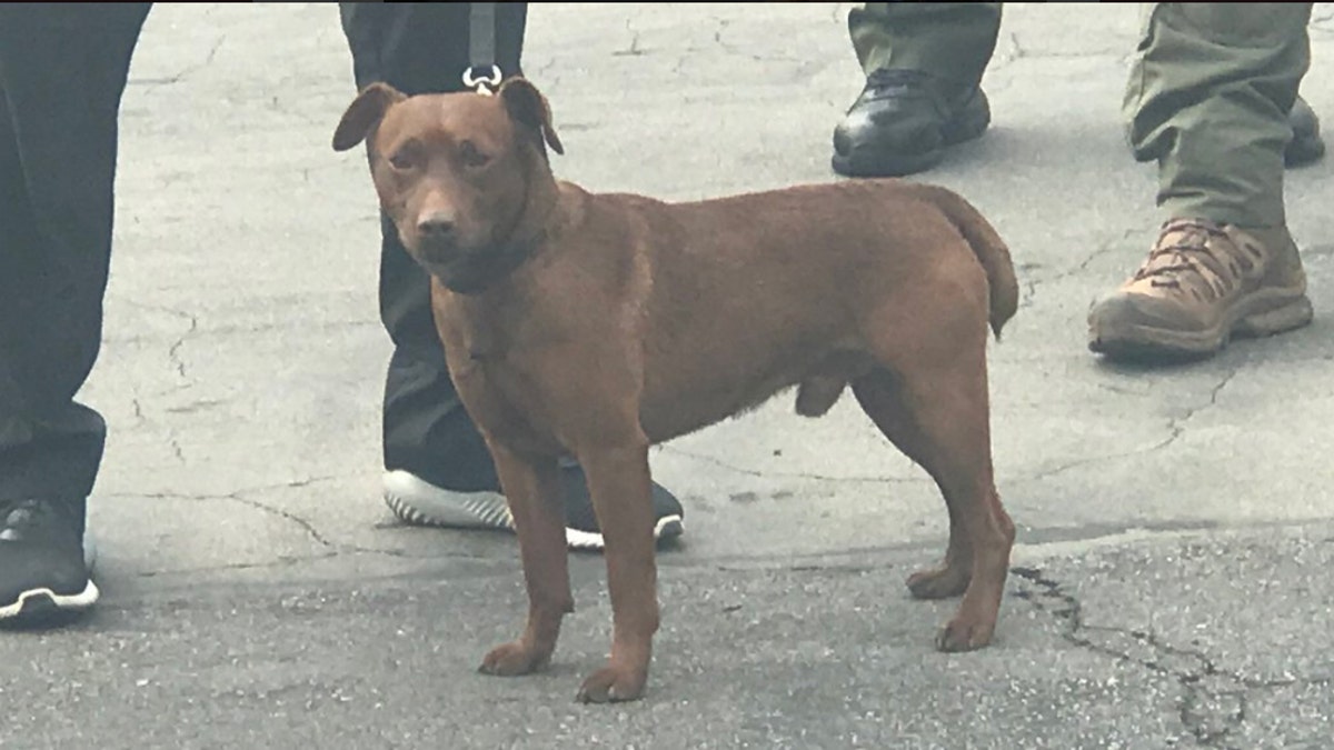 A canine named Deek, who is trained to work in confined spaces, found the suspect hiding in the restaurant's "roof structure," police said.