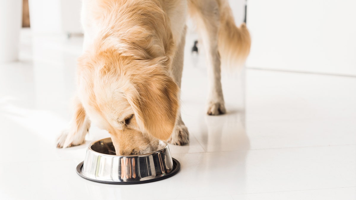 Popular dog food brands facing recall for potentially toxic levels of vitamin D FDA warns Fox News