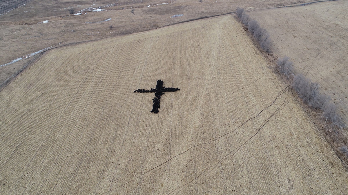 Gene Hanson took a picture of his neighbor's Angus cattle eating while forming the shape of a cross Wednesday, December 19.