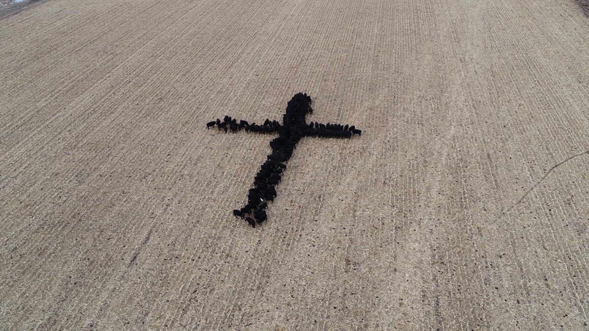 Farmer Gene Hanson took a picture of his neighbor's cows forming the shape of a cross.