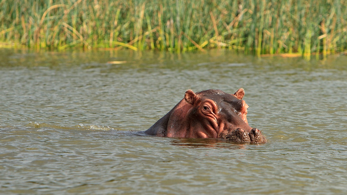 An American woman was sent to a hospital in South Africa after she was attacked and bitten by a hippo while on a river trip in Zimbabwe. (istock)