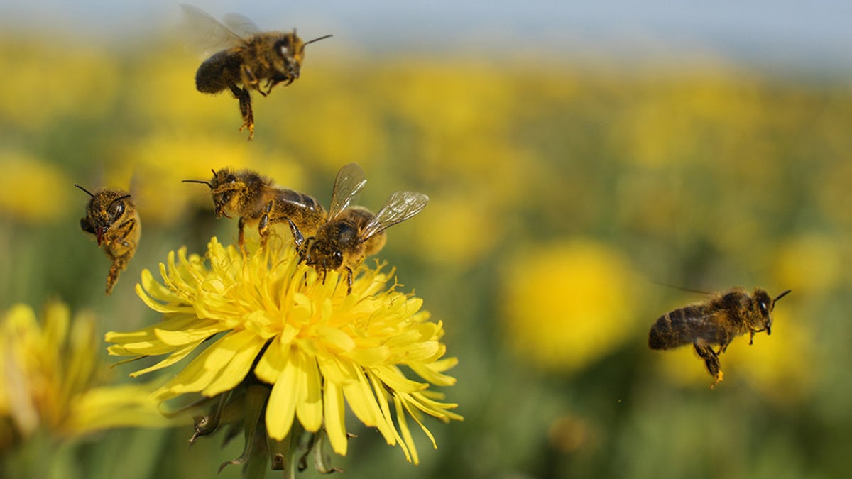 Scientists create edible honey bee vaccine to protect them from deadly  diseases