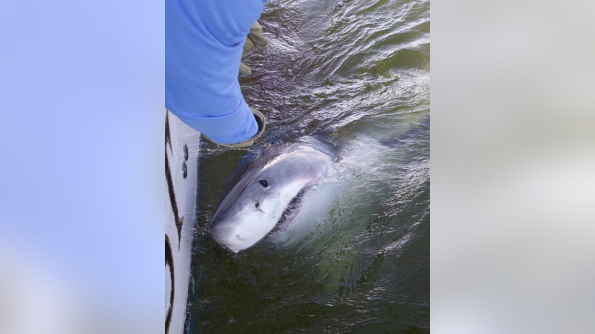 South Carolina fisherman hooks 17-foot great white shark: It was a  'monster