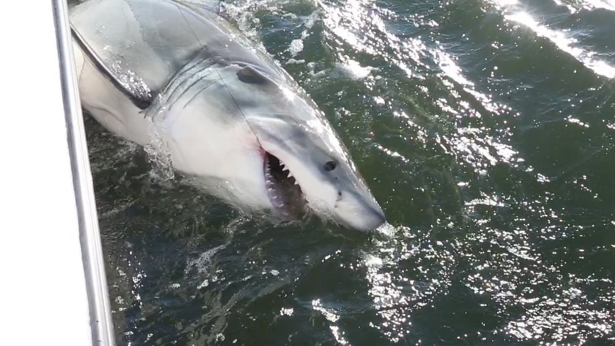 A roughly 10-foot great white Michalove hooked and tagged Tuesday. (Chip Michalove/ Outcast Sport Fishing)