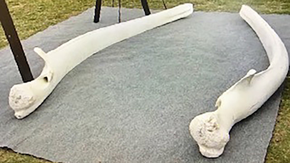 A whale jaw bone was stolen from the International Fund for Animal Welfare.