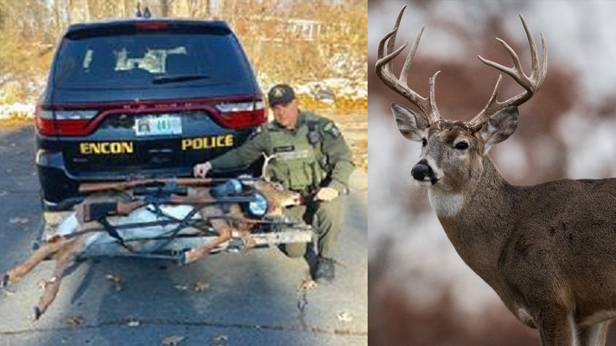 LAFF GRAM Postcard Deer Driving Car Hunters Tied To Car 
