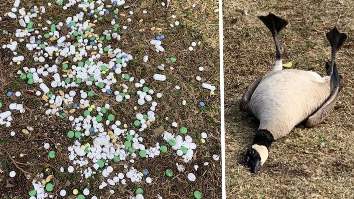 A Canada Goose and a Ring-billed Gull were recovering after they seemingly swallowed random pills that were found at a park in California.