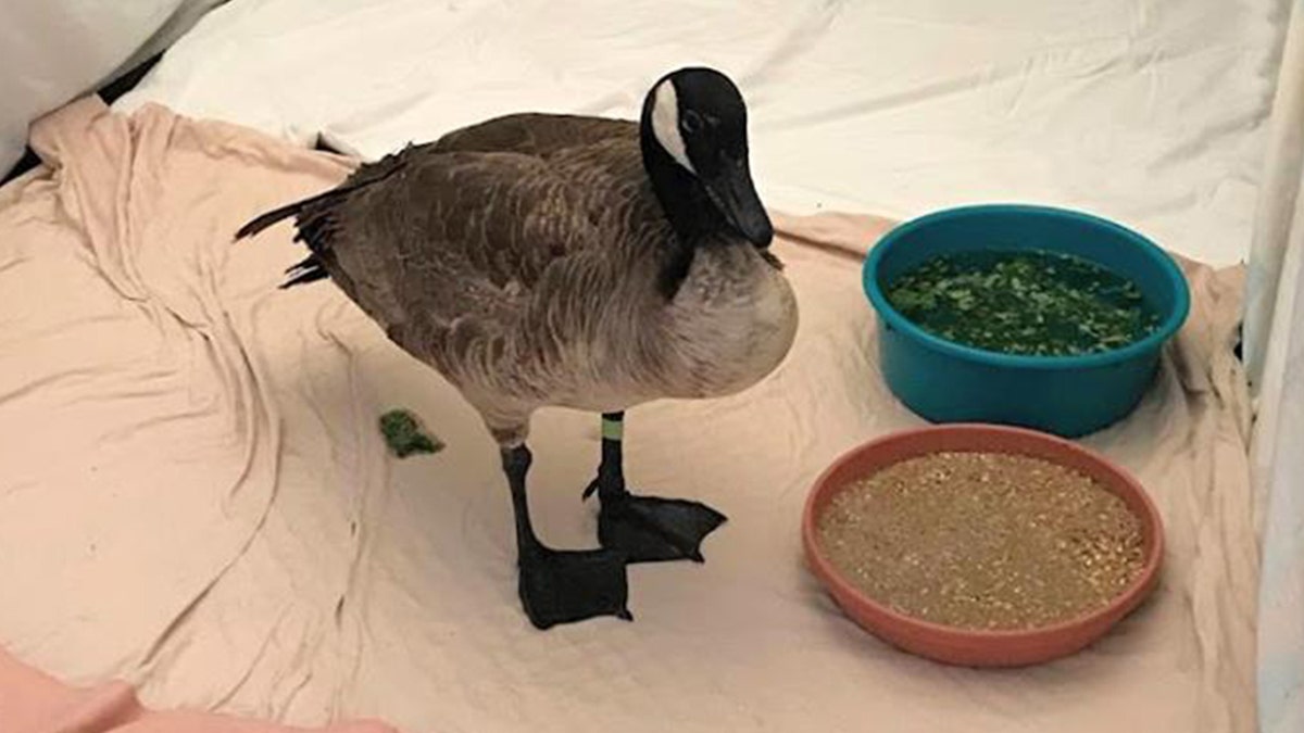 The wildlife center said Sunday that the goose is stable but in critical condition.
