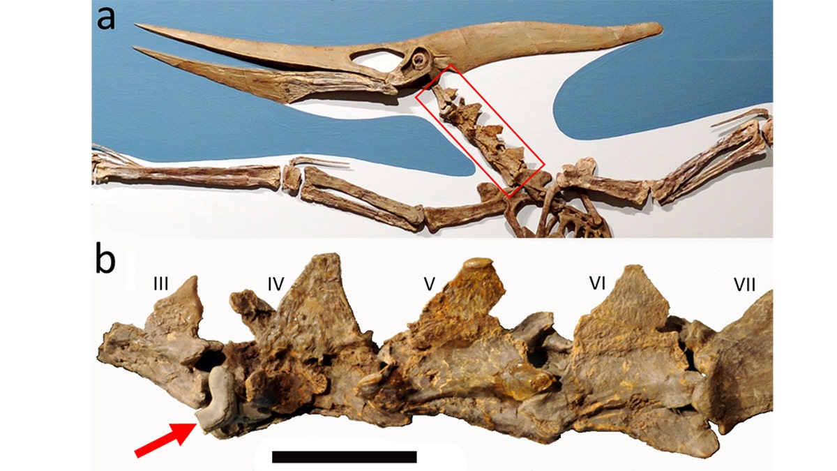 The fossil was excavated in the 1960s but hadn't been studied until recently. Scientists were intrigued by the tooth, as it's the "first documented occurrence of this large shark interacting with any pterosaur."