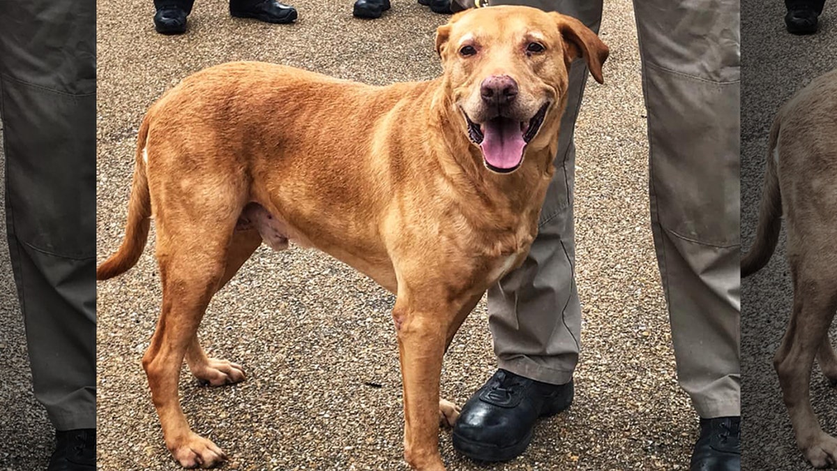 Ringo was a member of the Jackson Police Department K9 unit until the dog's retirement this past October.